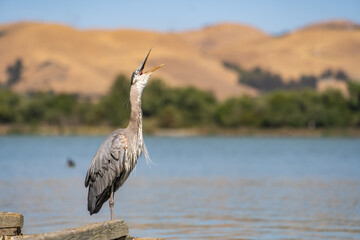 Great gray heron (Ardea cinerea) is standing on a pier and yawns, Fremont Central Park.
