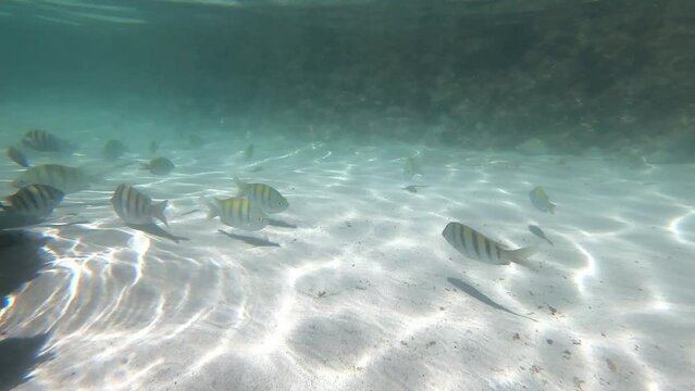 Balandra 07 Underwater BCS Mexico