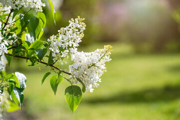 branch with white lilac spring flowers, bright blooms of spring lilacs bush, soft focus, closeup