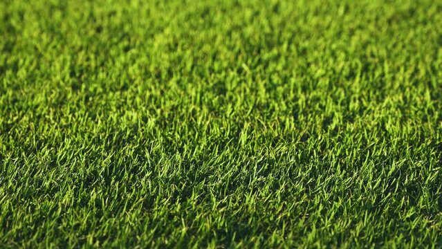 Green grass background in blurred focus. Grassy lawn in a tropical park. Bright field with vegetation close-up. Grass growth.