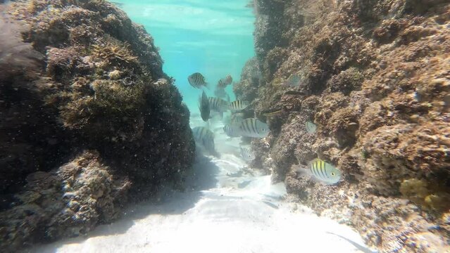 Balandra 10 Underwater BCS Mexico