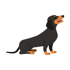 Cute dachshund cartoon illustration. Black dog sitting, lying, standing on white background. Pet, domestic animal
