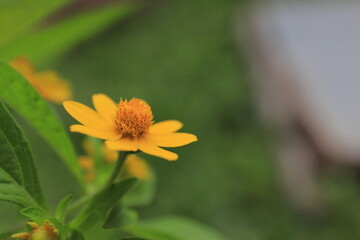 Beautiful yellow flowers on blurred background with bokeh and copy space. Autumn or summer festive natural background.
