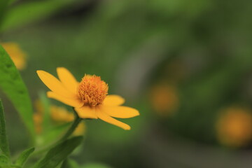 Beautiful yellow flowers on blurred background with bokeh and copy space. Autumn or summer festive natural background.