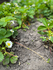 Sprout of strawberry plant. Cutting sprouts of strawberry plant. Selective focus.
