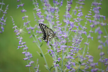 ラベンダーの花