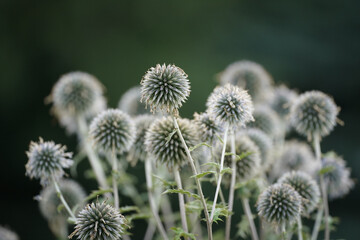 Obraz premium 咲き終わった花