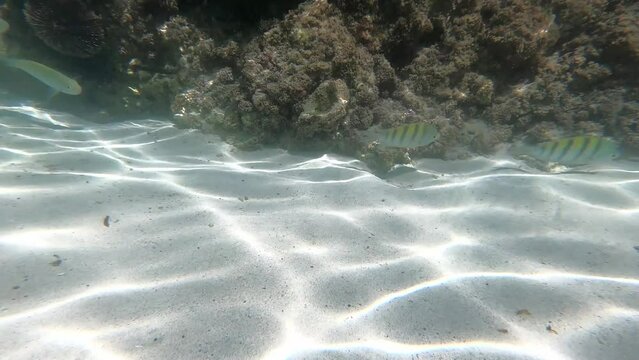 Balandra 13 Underwater BCS Mexico