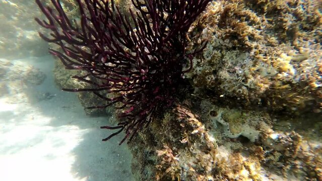 Balandra 26 BCS Mexico