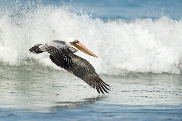 Brown pelican (Pelecanus occidentalis) is a bird of the pelican family, Pelecanidae, one of three species found in the Americas and one of two that feed by diving into water
