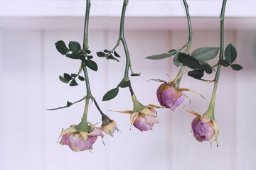 Kleine Rosenblüten getrocknet, hängend