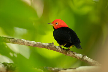 Red-capped manakin (Ceratopipra mentalis) is a species of bird in the family Pipridae.