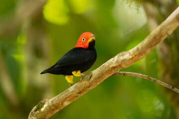 Red-capped manakin (Ceratopipra mentalis) is a species of bird in the family Pipridae.