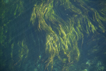 Seegras in der Strömung unter Wasser