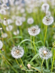 Field with white fluffy dandelion flowers. Meadow of white dandelions. Summertime.
