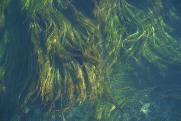 Seegras in der Strömung unter Wasser