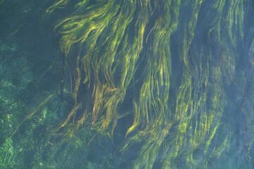 Seegras in der Strömung unter Wasser