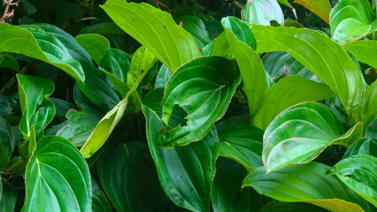 beautiful green foliage as background