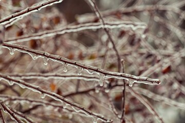 Tree branches with a layer of ice on it during freezing rain in winter, frostbite and environment, weather