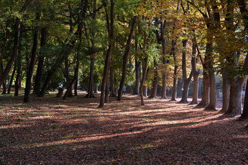 Fototapeta na wymiar ケヤキの木が並ぶ林の中に、秋の陽が射し込んでいる風景