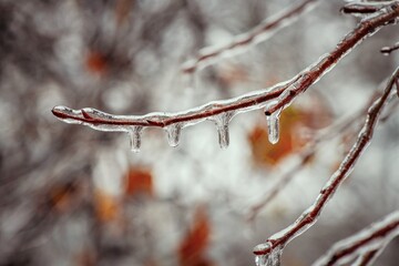 Tree branches with a layer of ice on it during freezing rain in winter, frostbite and environment, weather