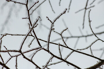 Tree branches with a layer of ice on it during freezing rain in winter, frostbite and environment, weather