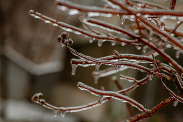 Tree branches with a layer of ice on it during freezing rain in winter, frostbite and environment, weather