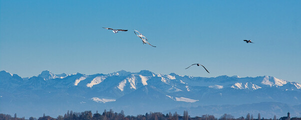 Bodensee, Möwen fliegen vor den schneebedeckten Alpen