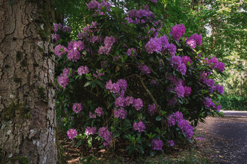 Fototapeta na wymiar Rhododendron Blütenstrauch im Park