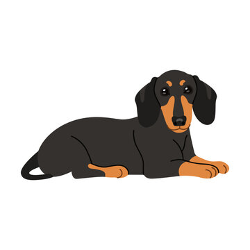 Cute lying dachshund cartoon illustration. Black dog sitting, lying, standing on white background. Pet, domestic animal