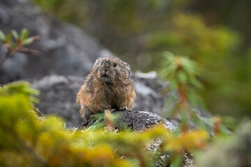 エゾナキウサギ