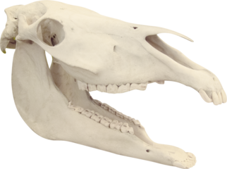 Isolated PNG cutout of a horse skull on a transparent background