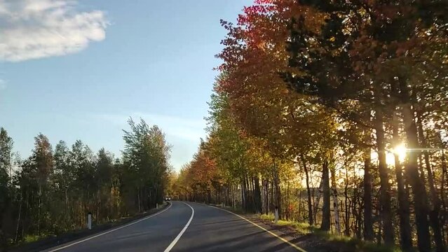 Highway along the forest and oncoming car go. Glimpses of sunlight through the trees in motion.