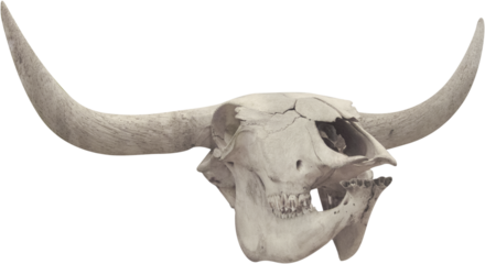 Isolated PNG cutout of a cow skull on a transparent background
