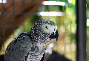 Obraz premium A grey plumage parrot photographed up close
