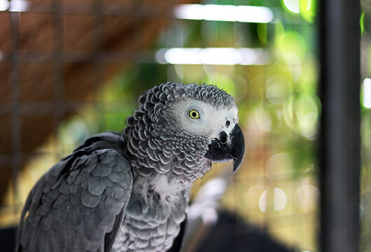 A grey plumage parrot photographed up close
