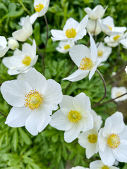 White gentle spring flowers in the garden. Floral background.