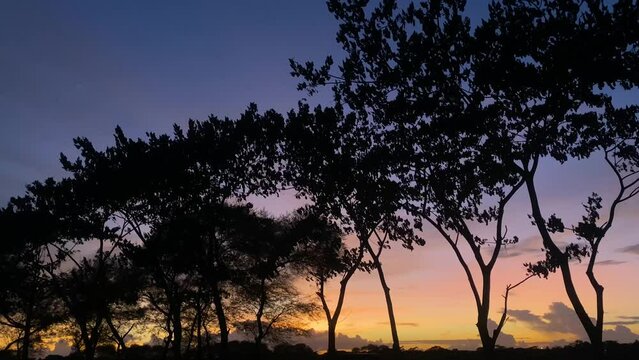 Static view of a row of trees in a striking colorful sunset. Exotic setting.