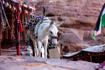 Donkey with saddle at Petra, Jordan