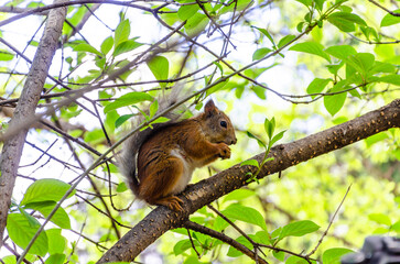 Squirrel on a tree branch in the forest.