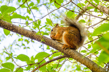 Naklejka na ściany i meble Squirrel on a tree branch in the forest.