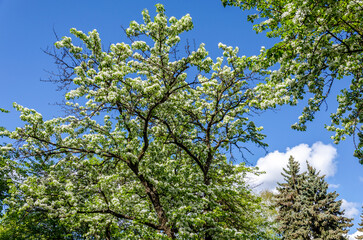 A blooming apple tree against a blue sky.