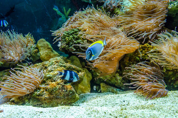 Fototapeta na wymiar Different fish in the aquarium behind the glass.