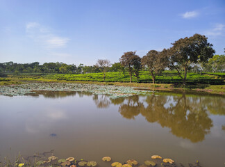 Tea plantations Lakeside in Sreemangal tea garden, Bangladesh. Beautiful tea plantations landscape beauty.