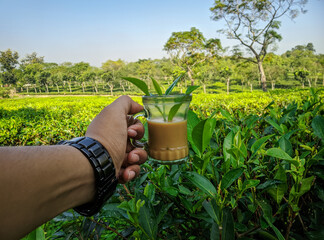 Hand holding a cup of hot tea with the tea plantation background at Sreemangal tea garden, Bangladesh, Space for text. Close-up photo. Beautiful nature