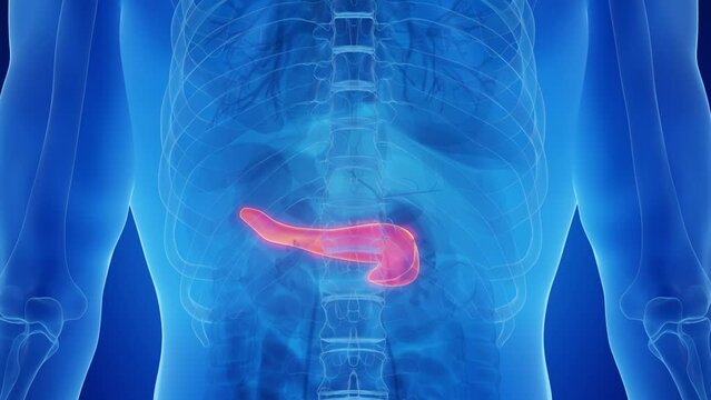 3d rendered medical animation of a healthy male's pancreas