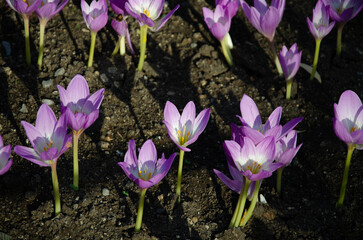 Crocus flowers in the garden in summer.
