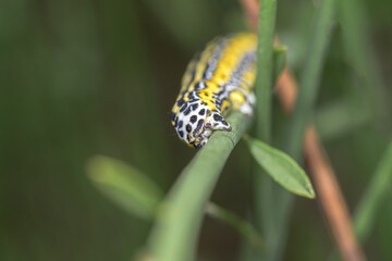 Moth caterpillar, Apopestes Spectrum, family Erebidae
