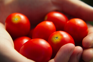 Tomatoes cherry in female hands. Selective focus, shallow depth of field.