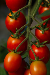 A lot of cherry tomatoes are together. Selective focus, shallow DOF.